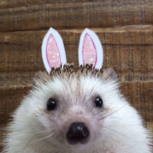 Ксения